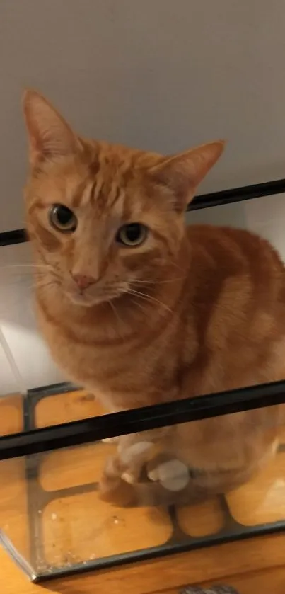 Ginger cat sitting in a glass box with a curious expression.