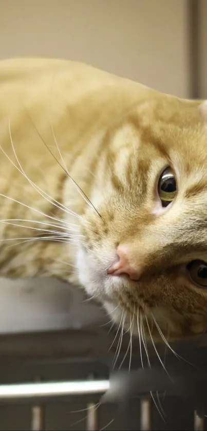 Adorable ginger cat in a relaxed pose, perfect for mobile wallpaper.