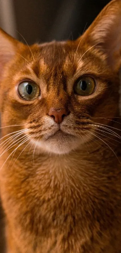 Adorable ginger cat staring intently.
