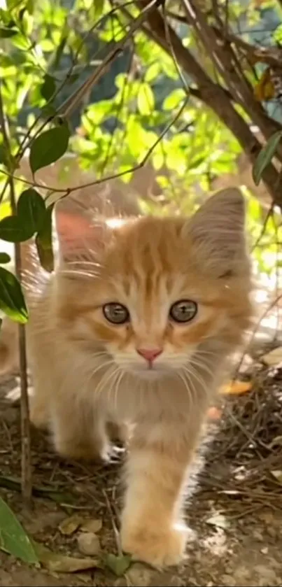 Cute ginger kitten walking in a green garden.