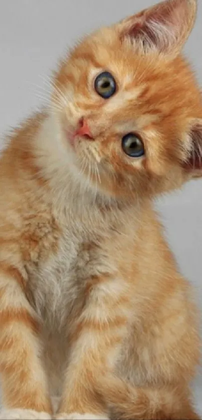 Adorable ginger kitten with curious expression in orange tones on grey background.