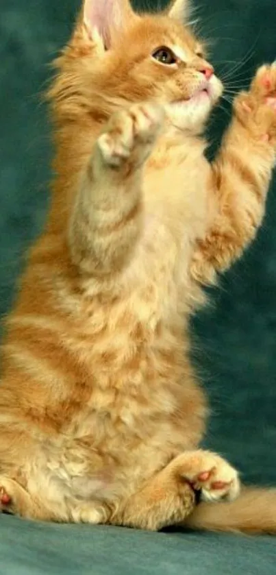 Adorable orange kitten reaching upwards on teal background.