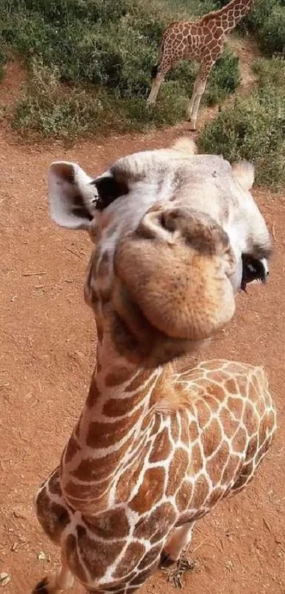 Close-up of a cute giraffe in a natural setting with a brown earthy background.