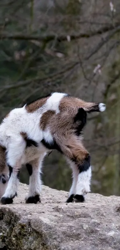 Young goat exploring a rocky area in nature.