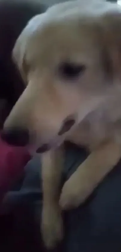 Adorable golden retriever puppy relaxing on a couch.