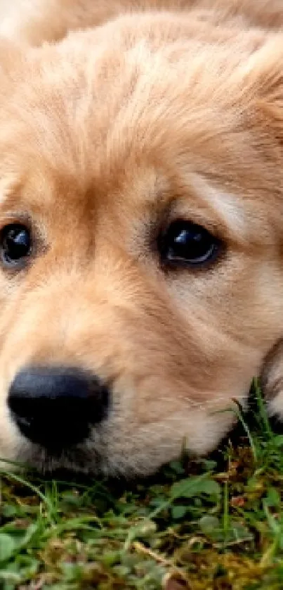 Adorable golden retriever puppy lying on grass, looking content.