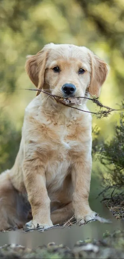 Adorable golden retriever puppy holding a stick in a lush forest setting.