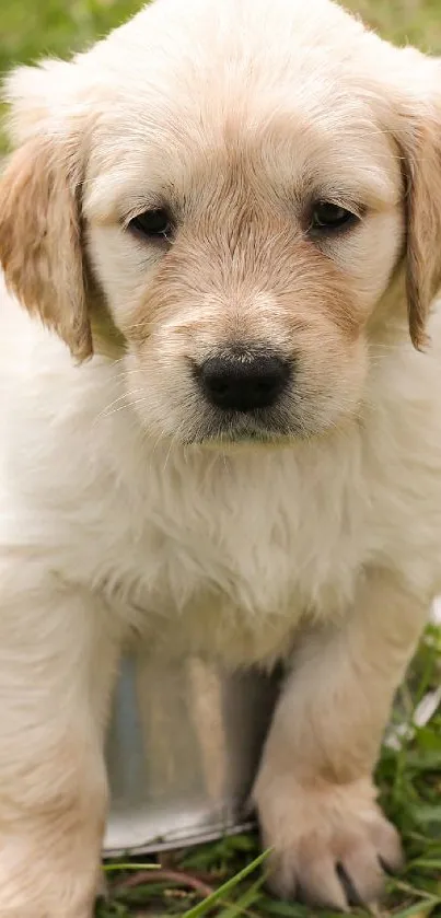 Adorable light brown puppy on grass, looking curiously.