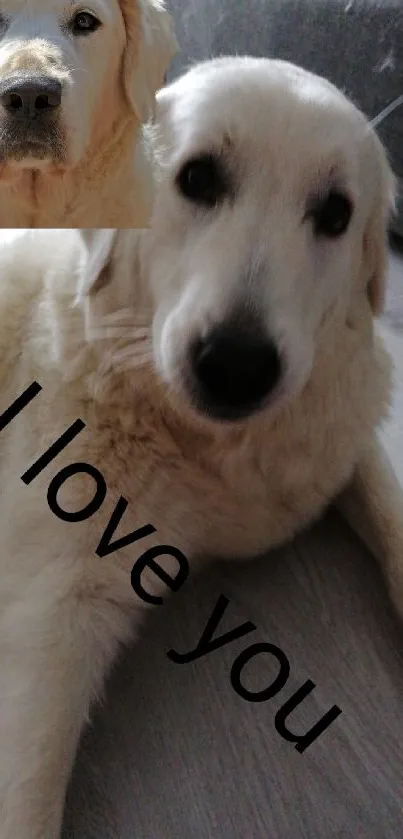 Golden retriever laying with 'I love you' text overlay.