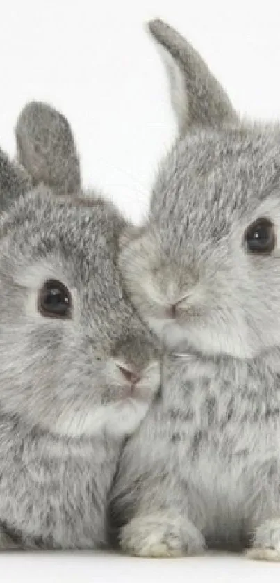 Two adorable gray bunnies snuggling together on a white background.