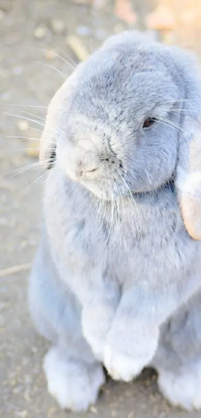 Cute gray bunny standing upright on a pathway.