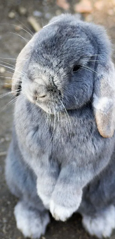 Adorable gray bunny with fluffy fur sitting upright on a textured surface.