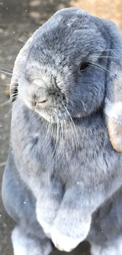 Adorable gray bunny with soft fur sitting calmly.