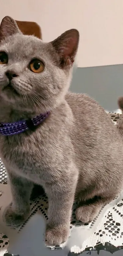 Adorable gray cat with amber eyes sitting on a table.