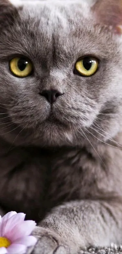 Gray cat with yellow eyes and a lavender flower, close-up portrait.