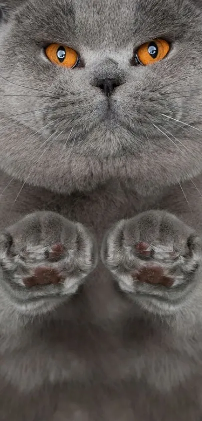 Adorable gray cat with orange eyes against a dark background.