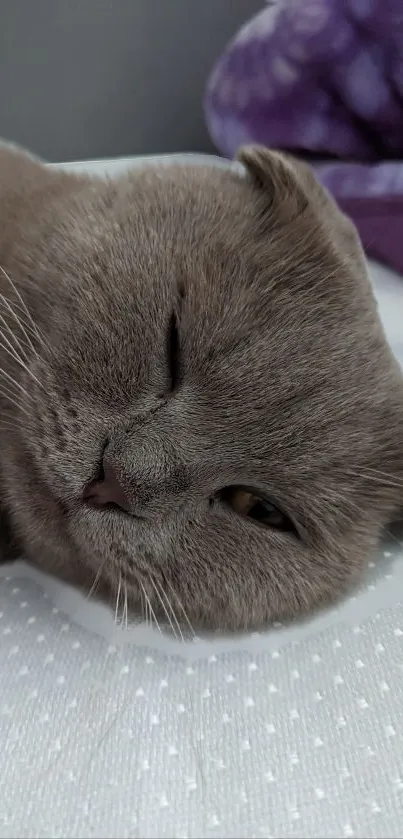 Adorable gray Scottish Fold cat relaxing on a bed.