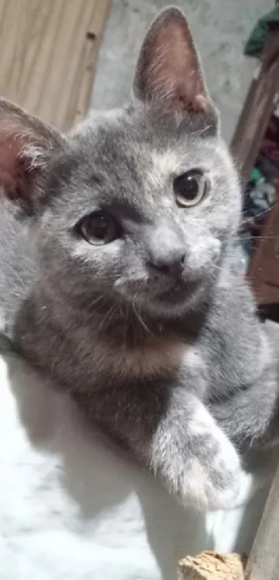 Gray kitten with curious eyes lying down indoors.