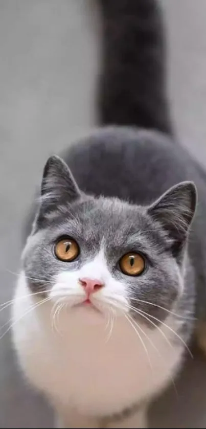 Adorable gray cat with yellow eyes looking up, on a soft background.