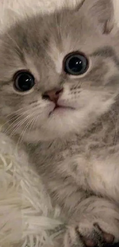 Adorable gray kitten on fluffy white fabric, perfect mobile wallpaper.