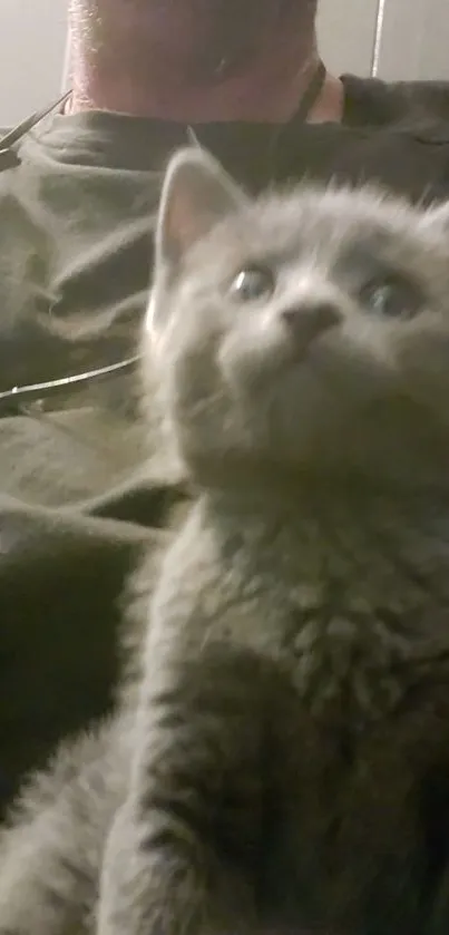 Charming gray kitten sits adorably on a cozy background.