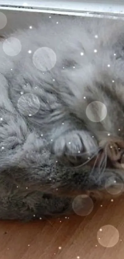 Fluffy gray kitten curled up on wooden floor, looking adorable.