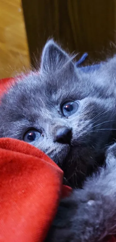 Gray kitten lying on red fabric, looking curious and cozy.