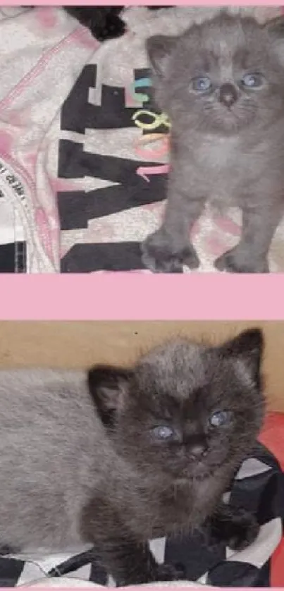 Two cute gray kittens in a pink and black setting.