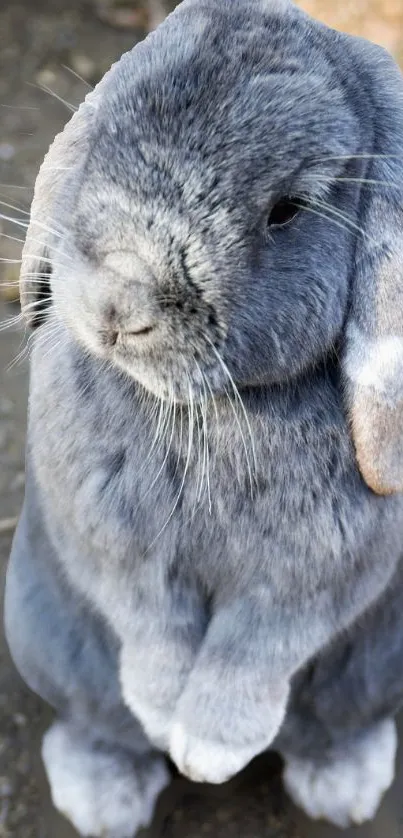 Cute gray rabbit standing on hind legs in sunlight.