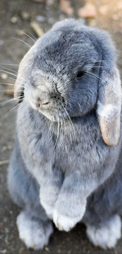 Adorable gray rabbit standing upright on a natural textured background.