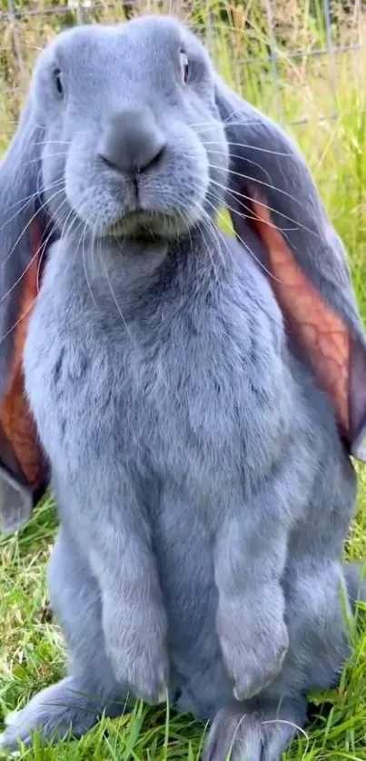 Adorable gray rabbit with long ears in a grassy field.