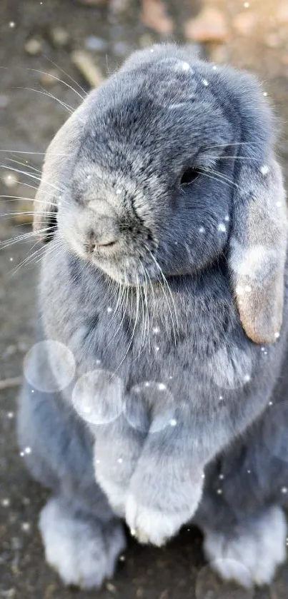 Adorable grey bunny standing on hind legs.