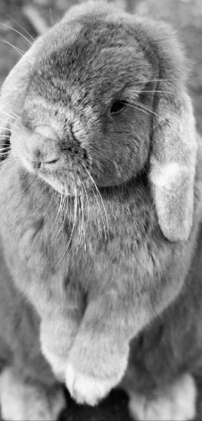 Adorable grey bunny sitting on rustic ground.