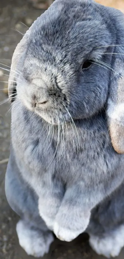 Adorable Grey Bunny Wallpaper - free download