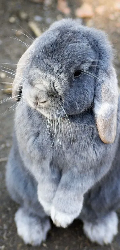 Standing fluffy grey bunny on a dirt ground.