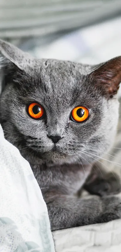 Adorable grey cat with striking orange eyes under a soft blanket.