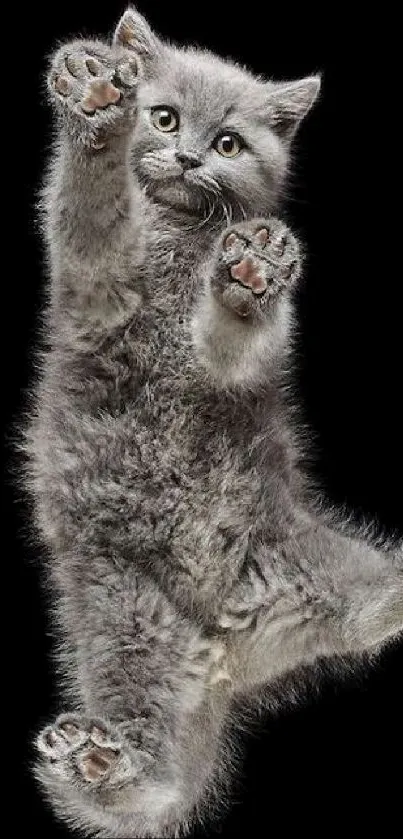 Cute grey cat leaping on a black background wallpaper.