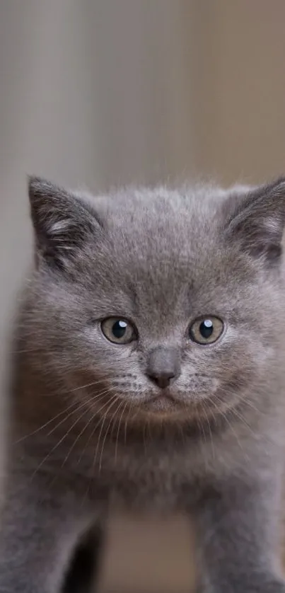 Adorable grey kitten staring curiously at the camera, perfect smartphone wallpaper.