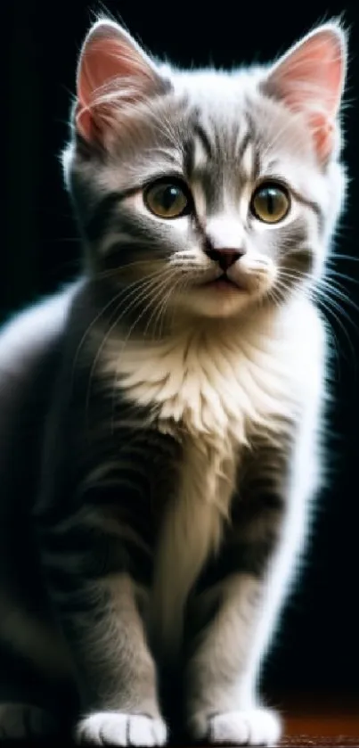 Adorable grey kitten sitting with bright eyes on a dark background.