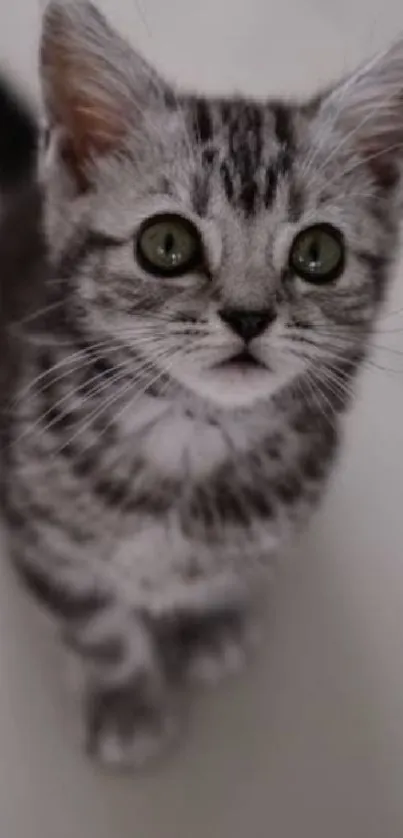 Adorable grey kitten with green eyes on a light background, perfect for wallpapers.