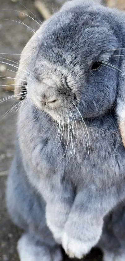 Cute grey rabbit in a natural setting.