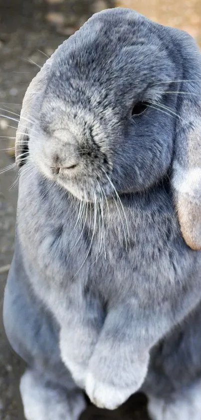 Adorable grey rabbit standing on hind legs.