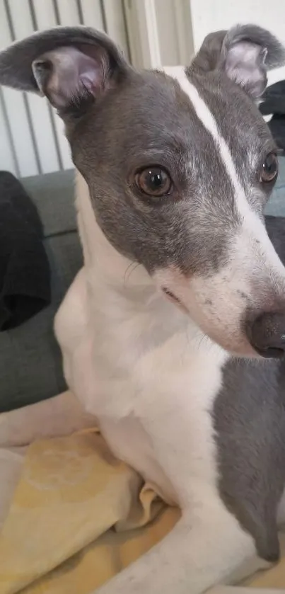 Adorable greyhound dog lounging on sofa.