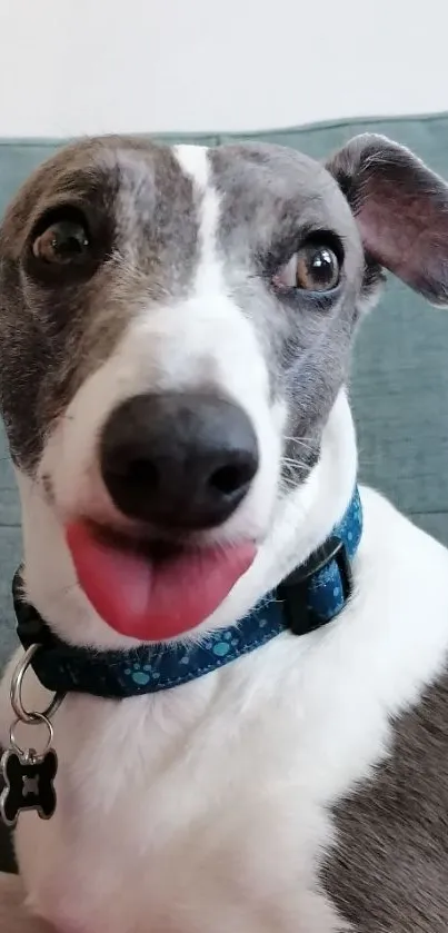 Cute greyhound dog with tongue out on couch.