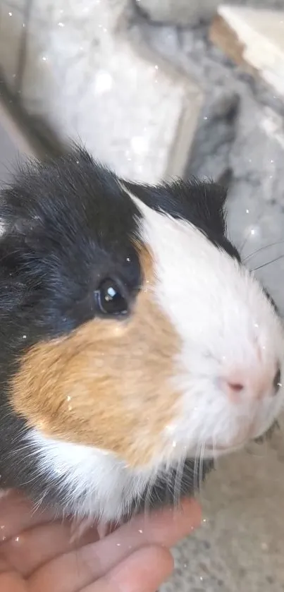 Close-up of a cute guinea pig with a sparkling background.