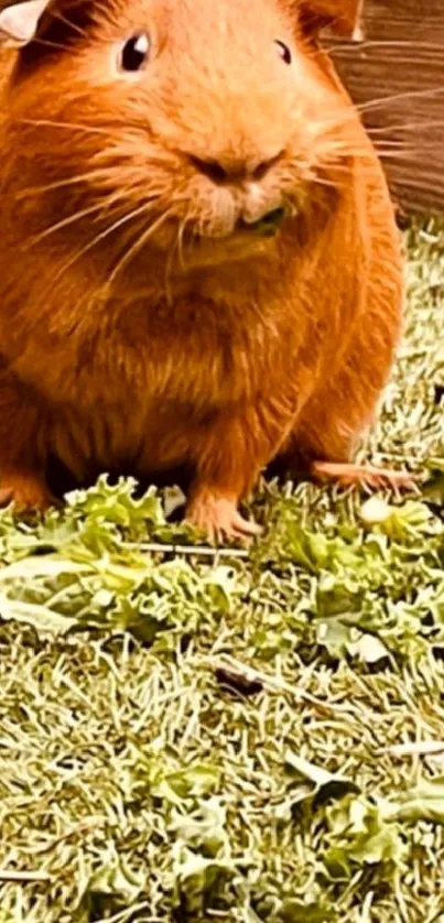 Adorable guinea pig eating greens on a grassy backdrop.