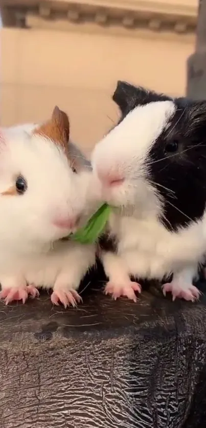 Two guinea pigs sharing a snack on a log.