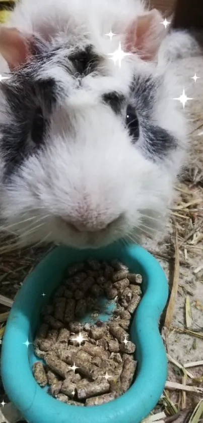 An adorable guinea pig eating from a turquoise bowl on hay bedding.