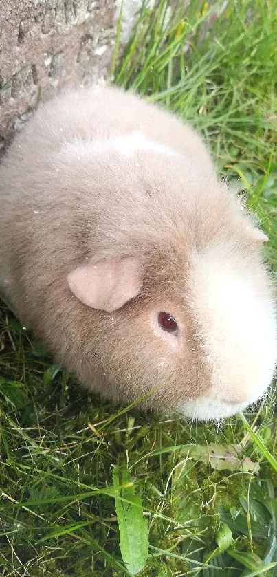 Fluffy Guinea pig resting on lush green grass.