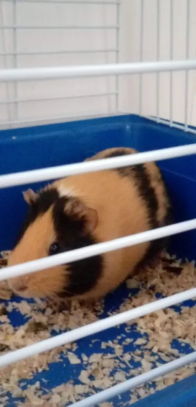 A black and orange guinea pig in a blue cage with wood shavings.